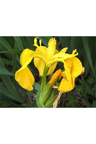 Дикий тюльпан 