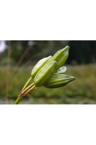 Ірис псевдоаїровий тригранні коробочки з насінням