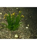 Ирис желтый / Ирис ложноаировый | Iris pseudacorus | Ірис жовтий / ірис помилковоаїровий
