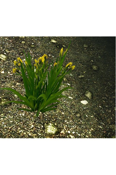 Ірис болотяний 