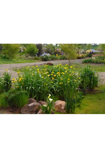 Ірис болотний на клумбі