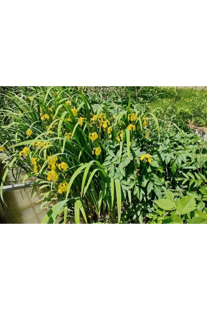 Ірис жовтий / псевдоаїровий