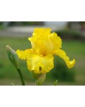 Ірис жовтий / ірис помилковоаїровий | Iris pseudacorus | Ирис желтый / Ирис ложноаировый