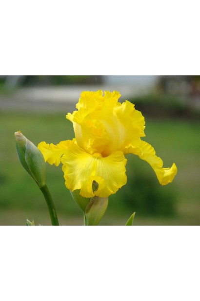 Квітка ірису жовтого