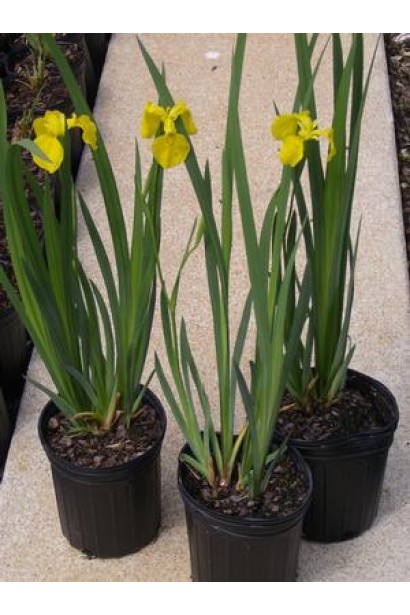 Ірис жовтий саджанці в контейнері