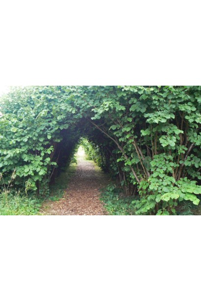 Фундук звичайний Долинянський в природі