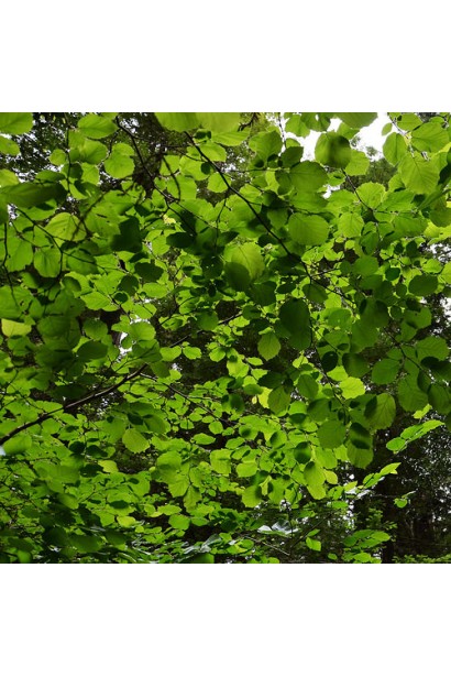 Corylus avellana Dolinansku