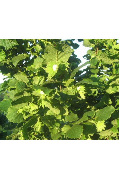 Густе зелене листя фундука Долинянський крупним планом.