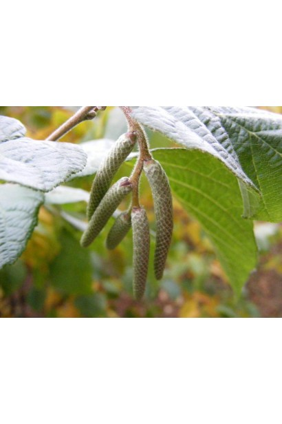 Corylus avellana Dolinansku
