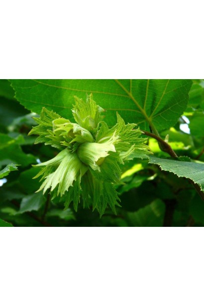 Фундук звичайний Долинянський