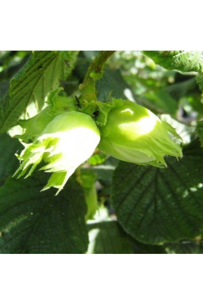 Горіхи фундука Долинянський на дереві