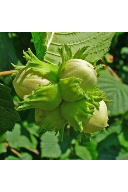 Горіхи фундука Долинянський