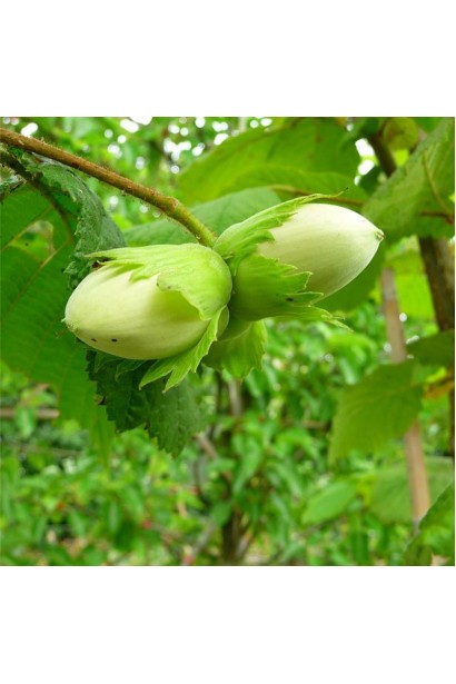 Горіхи фундука Долинянський на дереві