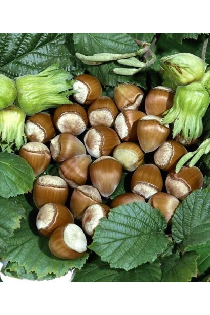 Великі й смачні горіхи Corylus avellana Dolinansku