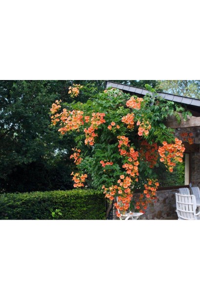 Кампсис укорінливий Урсинув