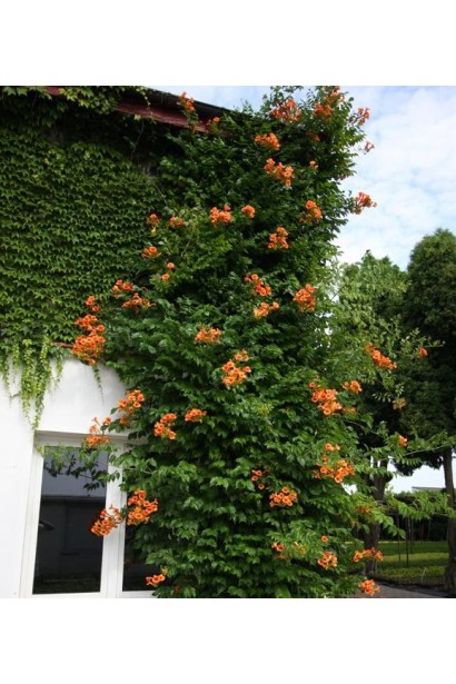 Кампсис повзучий Ursynow