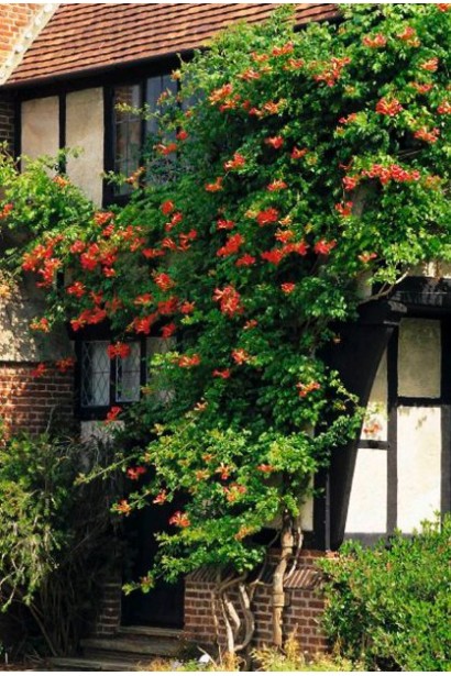 Кампсис укорінливий Урсинув ліана