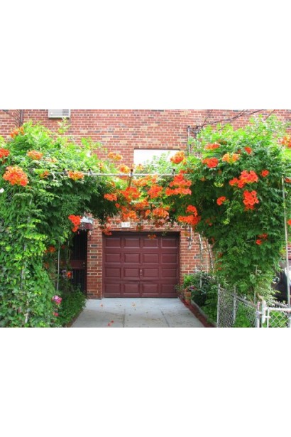 Арка з кампсису Урсинов