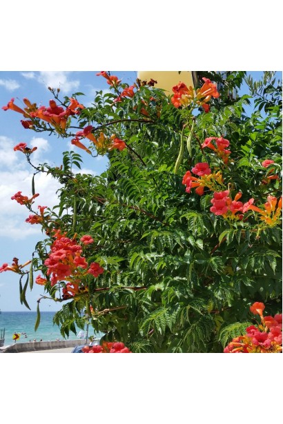 Campsis radicans Ursynow