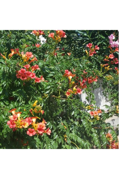 Кампсис повзучий Урсинув