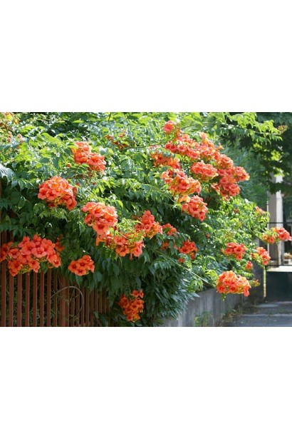 Трубкоцвіт Урсинув 