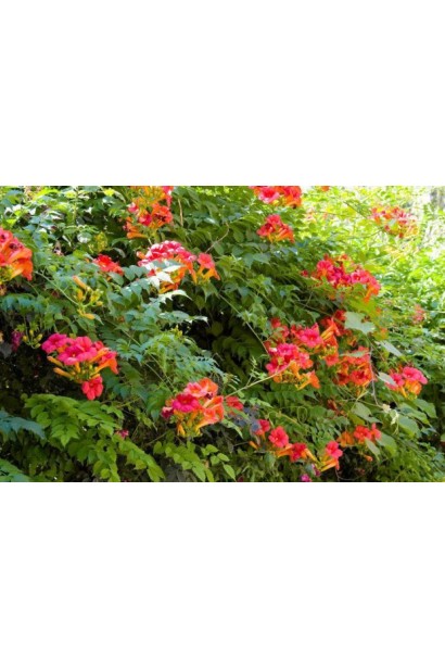 Кампсис укорінливий Урсинув