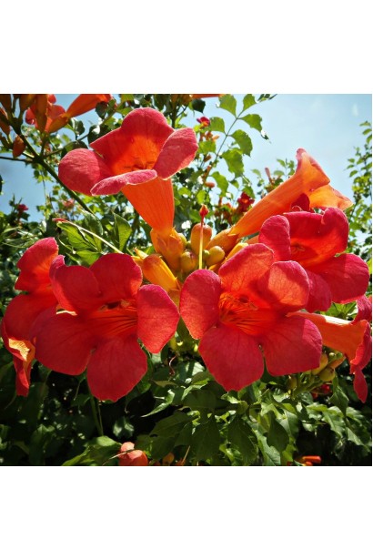 Кампсис Урсинув трубчасті помаранчеві квіти