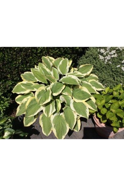 Ландшафтний дизайн із хостою Мілдред Сівер.