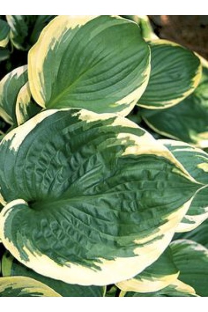 Листя хости Мілдред Сівер – насичене, унікальне забарвлення.