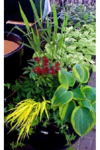 Кущ хости Мілдред Сівер – вибір для квітника.