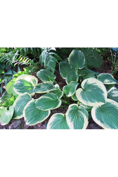 Кущ хости Мілдред Сівер – яскравий акцент у саду.