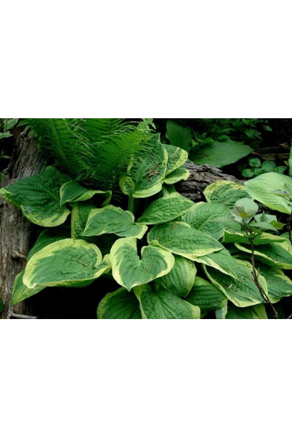 Хоста Мілдред Сівер – унікальний кущ для ландшафту.