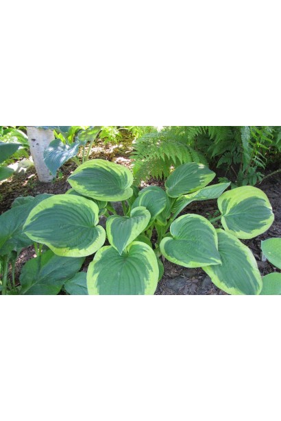 Листя хости Мілдред Сівер – декоративний акцент саду.