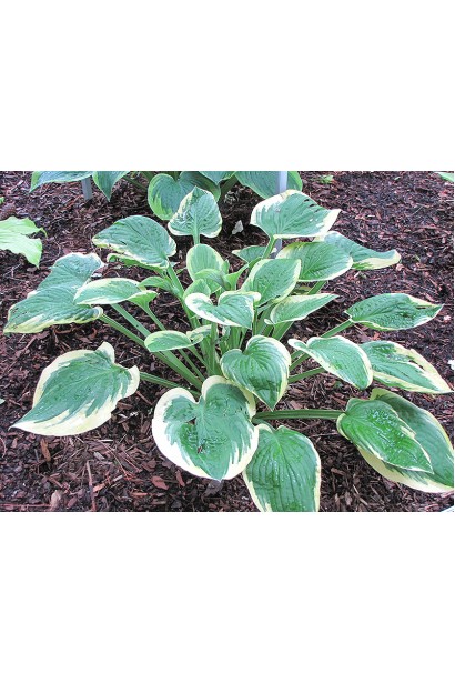 Хоста Мілдред Сівер – ідеальна прикраса квітників.