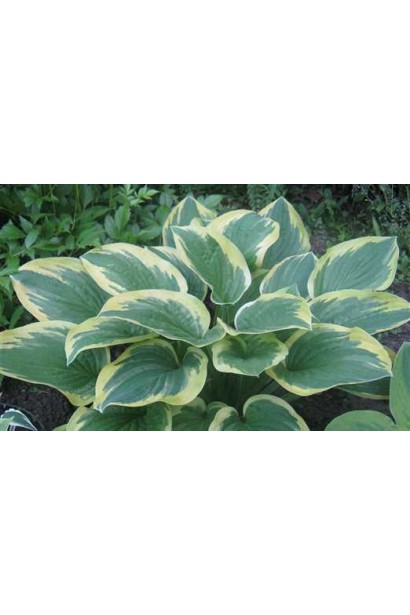 Хоста Мілдред Сівер – декоративний кущ для клумби.