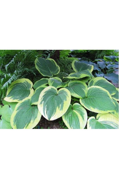 Хоста Мілдред Сівер – ідеальна рослина для тіньових зон.