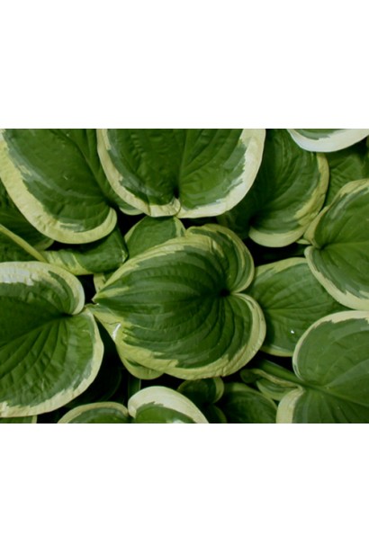 Hosta hybrida Mildred Seaver
