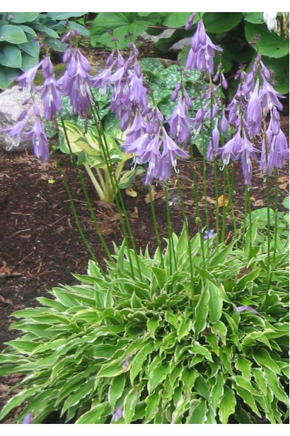 Хоста гибридная Стилетто с узкими волнистыми листьями.