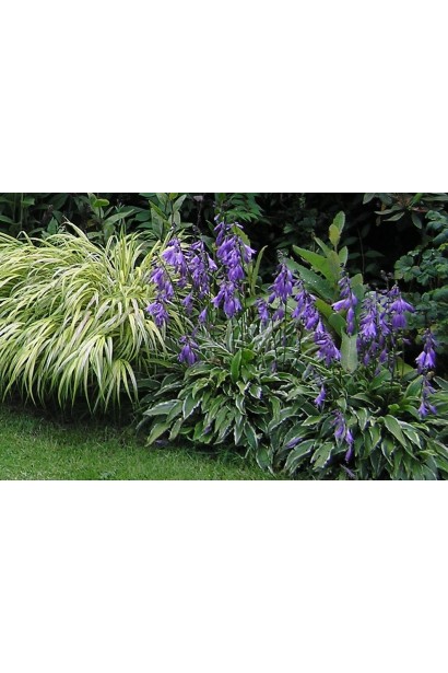 Ландшафтный акцент - декоративная хоста Стилетто.