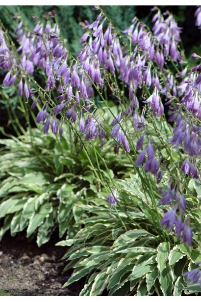 Саженец хосты Стилетто для цветников и бордюров.