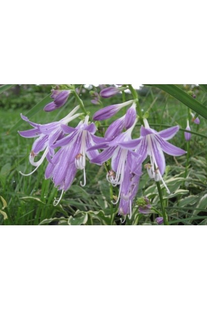 Хоста гибридная Стилетто