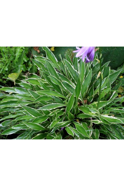 Хоста Стилетто - многолетнее растение для теневого сада.