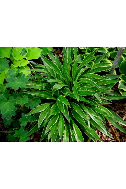 Куст хосты Стилетто - стильное решение для ландшафта.