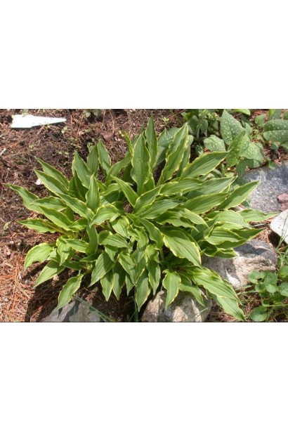 Хоста гибридная Стилетто - яркий акцент в вашем саду.