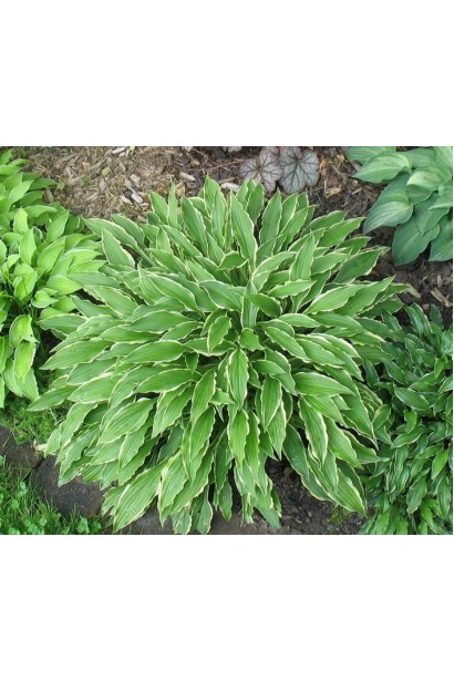 Хоста Стилетто - компактное растение с волнистыми листьями.