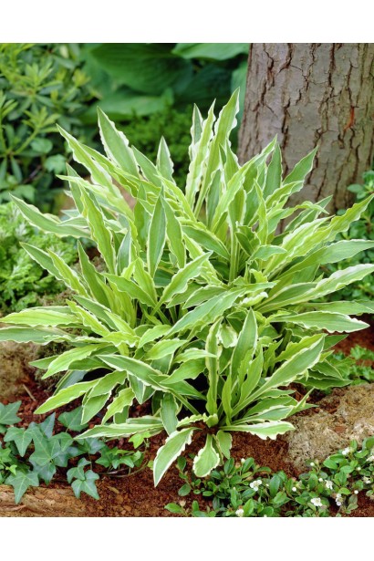 Хоста Стилетто - компактный кустарник для ландшафтного дизайна.