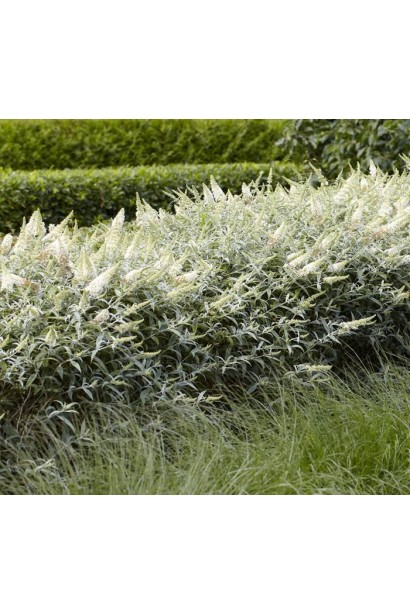 Будлея Давида Вайт Бол живопліт