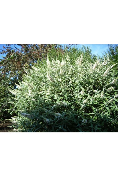 Будлея Давида Вайт Бол