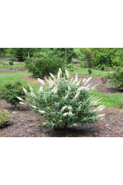 Будлея Давида Вайт Бол розлогий кущ