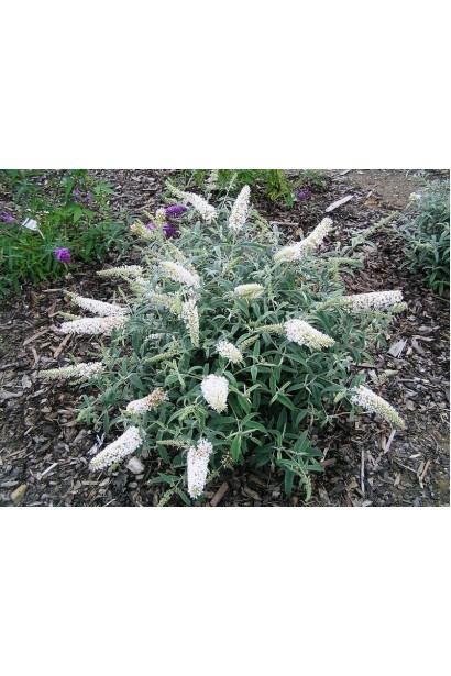 Buddleja davidii White Ball
